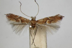 Phyllonorycter quercus