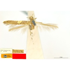 /filer/webapps/moths_gc/media/images/E/eurythiota_Caloptilia_HT_ANIC.jpg