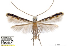Diphtheroptila breynella