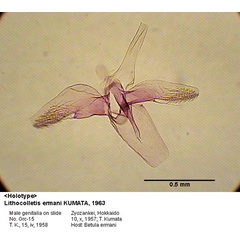 /filer/webapps/moths_gc/media/images/E/ermani_Phyllonorycter_GM_HT_15_EIHU.jpg