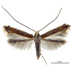 /filer/webapps/moths_gc/media/images/G/gunniella_Neurostrota_A01_ANIC.jpg