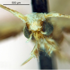 /filer/webapps/moths_gc/media/images/O/ochridorsellum_Diphtheroptila_AF2_head_ANIC.jpg