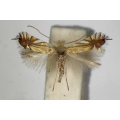 /filer/webapps/moths_gc/media/images/S/scitulella_Phyllonorycter_A_ZSM_2.jpg