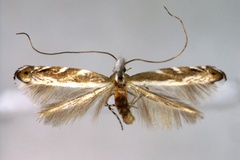 Epicephala relictella