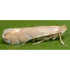 /filer/webapps/moths_gc/media/images/D/delitella_Phyllonorycter_A_PathPiva.jpg