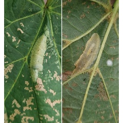 /filer/webapps/moths_gc/media/images/I/issikii_Phyllonorycter_mine_Bengtsson_2026_25.jpg