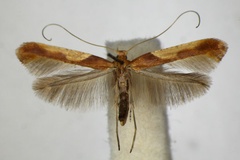 Caloptilia fribergensis