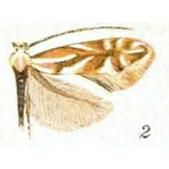 /filer/webapps/moths_gc/media/images/S/scudderella_Phyllonorycter_A_Braun_22-2.jpg