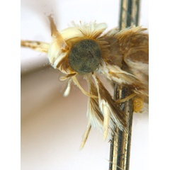 /filer/webapps/moths_gc/media/images/B/breynella_Diphtheroptila_PT4_head2_ANIC.jpg