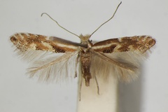 Phyllonorycter cytisella