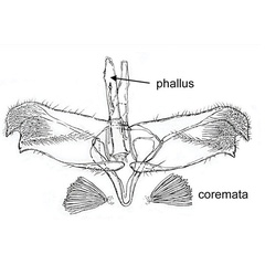 /filer/webapps/moths_gc/media/images/S/sophorivora_Micrurapteryx_GF_Kirichdenko-etal-2021_142..jpg