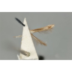 /filer/webapps/moths_gc/media/images/H/habrophanes_Cuphodes_PLT_ANIC31-053584_ventral.jpg