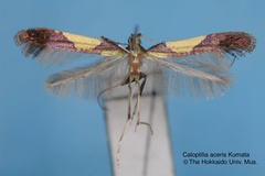 Caloptilia aceris