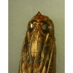/filer/webapps/moths_gc/media/images/S/sinensis_Conopomorpha_pupa6_Siraj-etal_2026_175.jpg