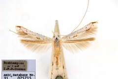 Cuphodes habrophanes