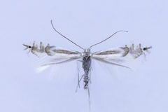 Phyllocnistis triandricola