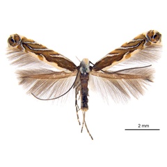 /filer/webapps/moths_gc/media/images/A/acaciella_Parectopa_PT_ANIC.jpg
