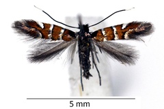Phyllonorycter schreberella