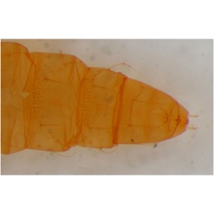 /filer/webapps/moths_gc/media/images/K/klimeschiella_Phyllonorycter_Pupa_ZSM_3.jpg