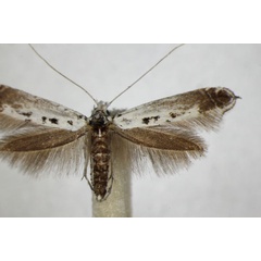 /filer/webapps/moths_gc/media/images/C/caudulatella_Ornixola_A_ZSM_2.jpg