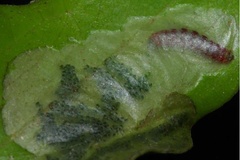 Cuphodes melanostola