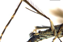 Diphtheroptila oxyloga