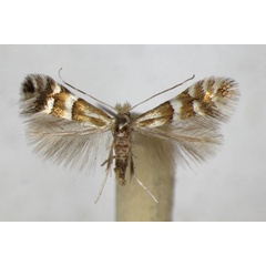 /filer/webapps/moths_gc/media/images/S/spinolella_Phyllonorycter_A_ZSM_2.jpg