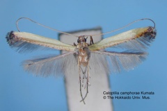 Caloptilia camphorae