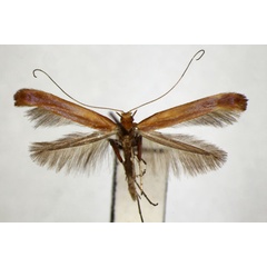 /filer/webapps/moths_gc/media/images/A/alni_Caloptilia_PT_ZSM.jpg