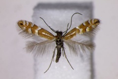 Phyllonorycter medicaginella