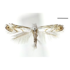 /filer/webapps/moths_gc/media/images/N/nigristella_Phyllonorycter_A_Kim_etal_2024_400.jpg