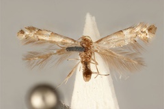 Phyllonorycter enchalcoa