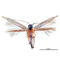 /filer/webapps/moths_gc/media/images/L/leucoptera_Cuphodes_HT_ANIC.jpg