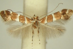 Phyllonorycter hibiscina