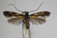 Euspilapteryx auroguttella