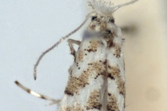 Phyllonorycter pruinosella