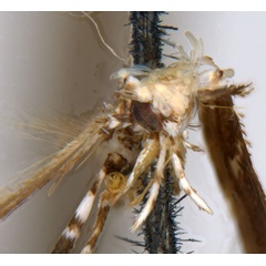 /filer/webapps/moths_gc/media/images/I/isotoma_Acrocercops_HT_head_ANIC.jpg