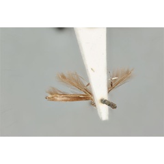 /filer/webapps/moths_gc/media/images/T/tristaniae_Acrocercops_ST_ANIC31-087279_ventral.jpg