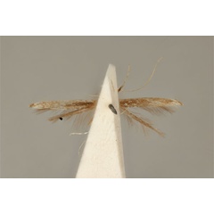 /filer/webapps/moths_gc/media/images/A/argyrosema_Acrocercops_HT_ANIC31-010812_ventral.jpg