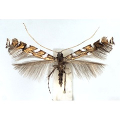 /filer/webapps/moths_gc/media/images/H/hofmanniella_Sauterina_A_WJDP.jpg