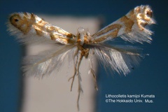 Phyllonorycter kamijoi