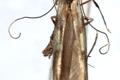 Caloptilia acerivorella