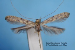 Caloptilia pulverea