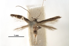 Liocrobyla paraschista