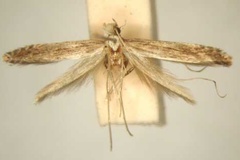 Pleiomorpha dystacta