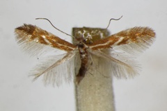 Phyllonorycter staintoniella
