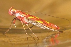 Macarostola eugeniella