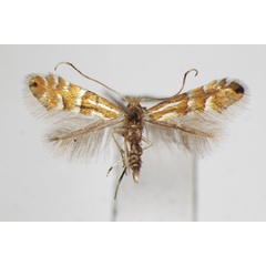 /filer/webapps/moths_gc/media/images/L/longispinata_Phyllonorycter_A_ZSM.jpg