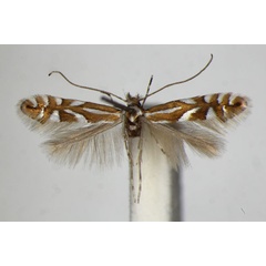 /filer/webapps/moths_gc/media/images/D/deschkai_Phyllonorycter_A_ZSM.jpg