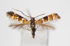 Phyllonorycter pulchra